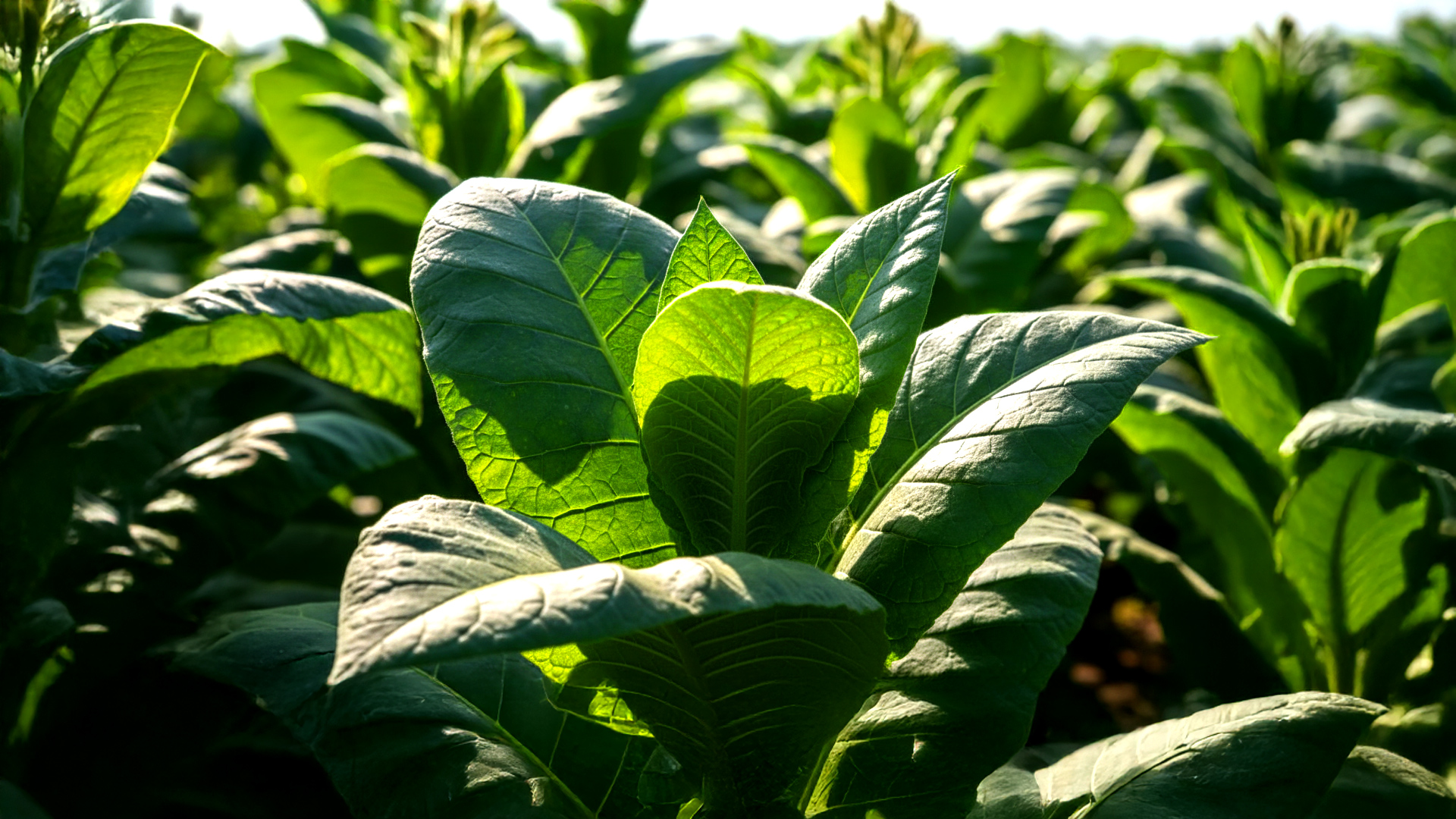 hsc-blog-nicotine-strength